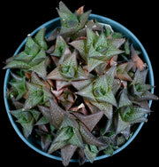 Haworthia venosa ssp tesselata