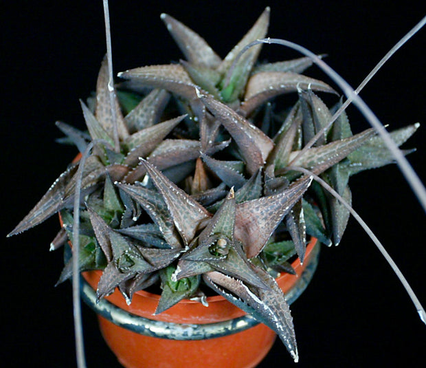 Haworthia venosa ssp tesselata