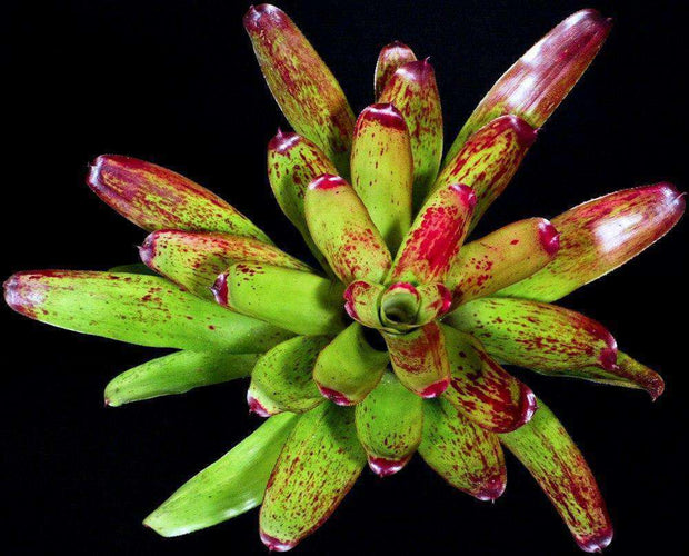 Neoregelia 'Hula Lady' - Tropiflora