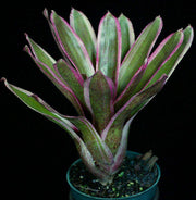 Neoregelia 'Aquarius' - Tropiflora