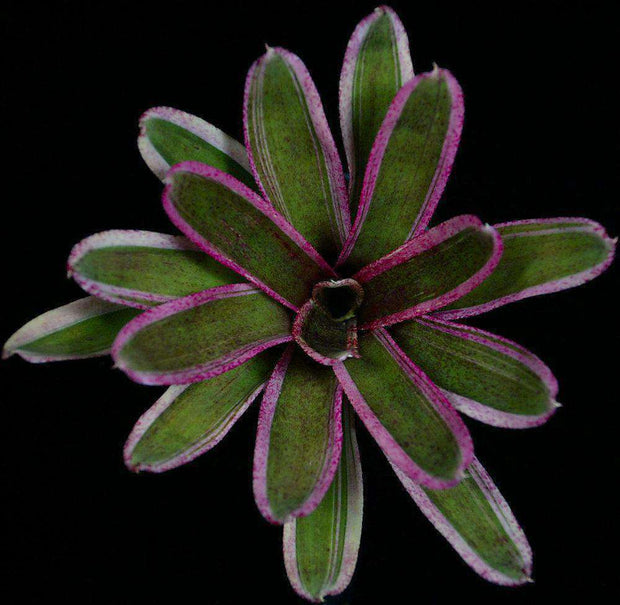Neoregelia 'Aquarius' - Tropiflora