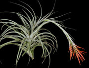 Tillandsia vernicosa 'Giant Form' - Tropiflora