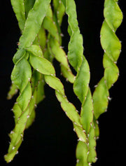 Lepismium cruciforme v. spiralis - Tropiflora