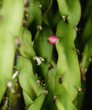 Lepismium cruciforme v. spiralis - Tropiflora