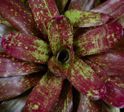 Neoregelia 'Love Potion'