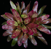 Neoregelia 'Love Potion'