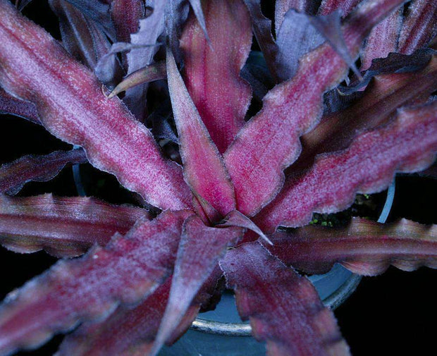 Cryptanthus 'Cinnamon Stick' - Tropiflora