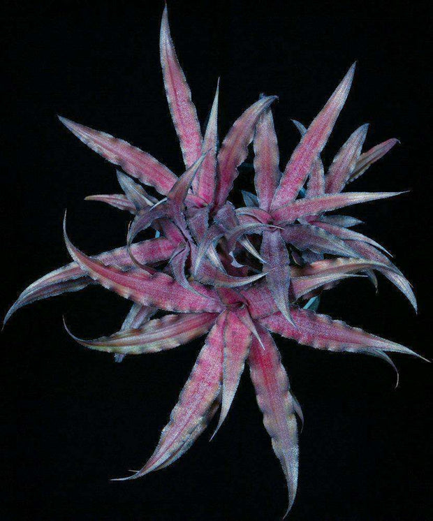 Cryptanthus 'Cinnamon Stick' - Tropiflora