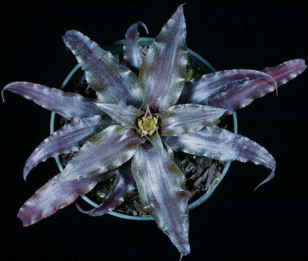 Cryptanthus 'Cinnabar' - Tropiflora