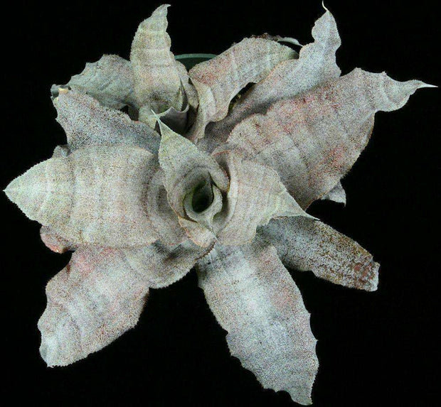Cryptanthus 'Angel Dust' - Tropiflora