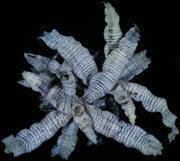 Jim Irvin Cryptanthus Hybrid Collection (5 Pieces)