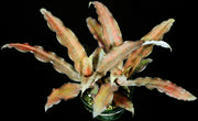 Cryptanthus 'Fire and Ice'