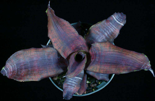 Cryptanthus 'Anne Collings' - Tropiflora