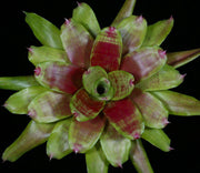 Neoregelia 'Sunday Picnic' - Tropiflora