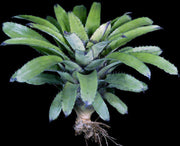 Canistrum triangulare - Tropiflora