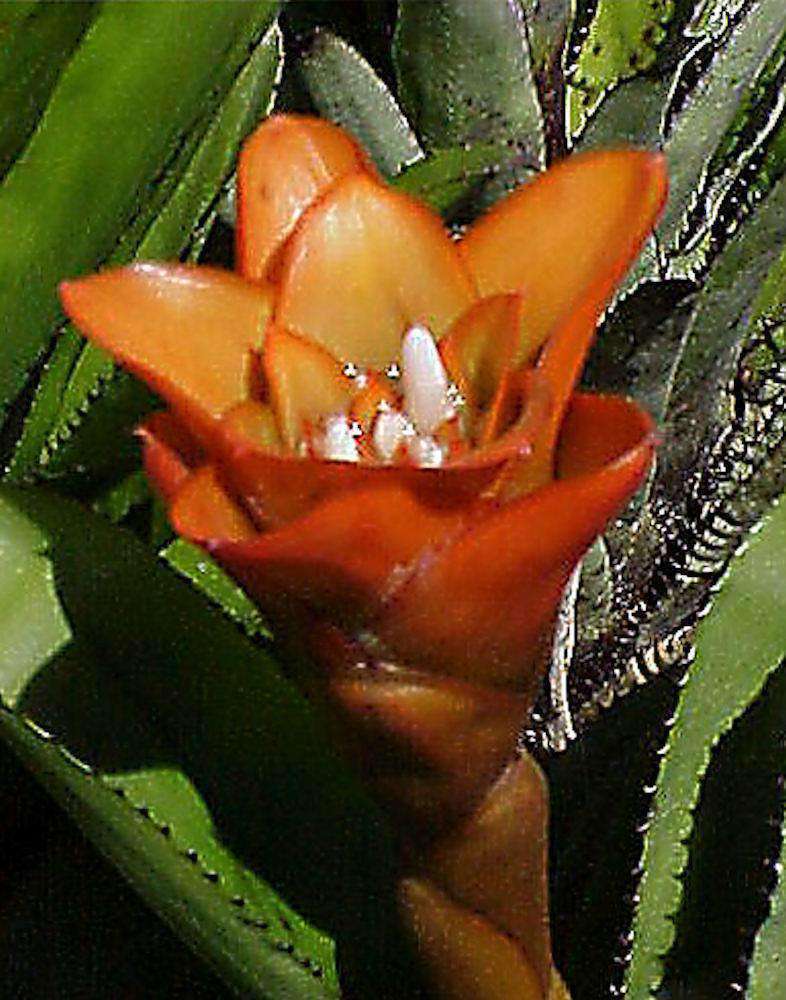 Canistrum triangulare – Tropiflora