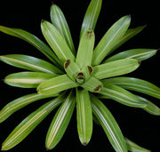 Vriesea philippocoburgii 'Rafael'