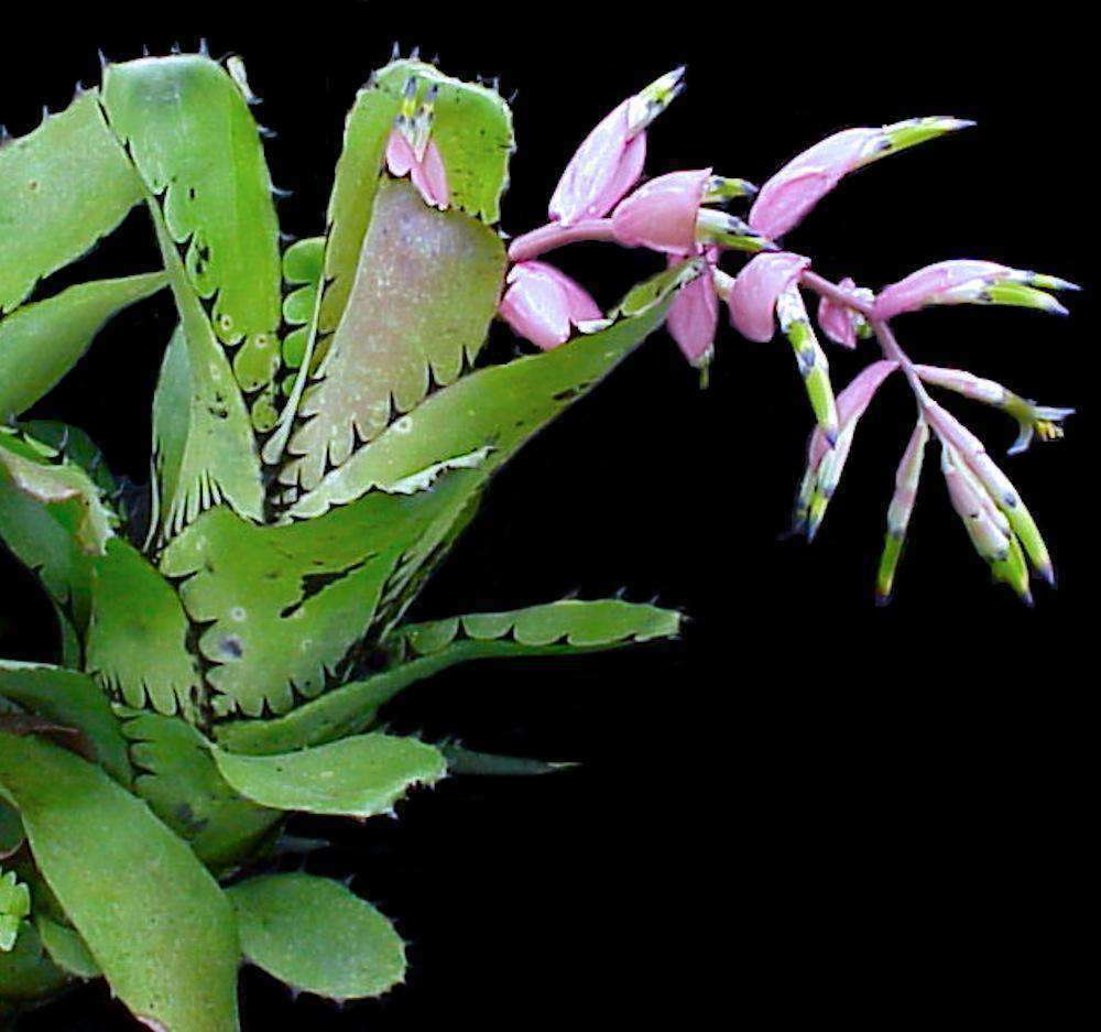 Billbergia sanderiana – Tropiflora