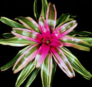 Neoregelia 'Franca' - Tropiflora