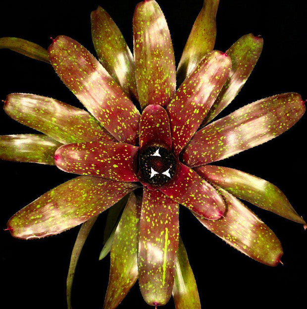 Neoregelia 'Rufus' - Tropiflora