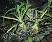 Hohenbergia pennae Palmeiras