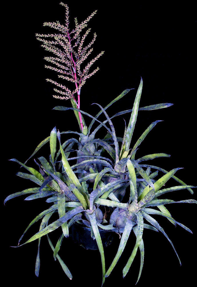 ブロメリア・エアープランツ Hohenbergia Pennae Hohenbergia pennae Palmeiras – Tropiflora