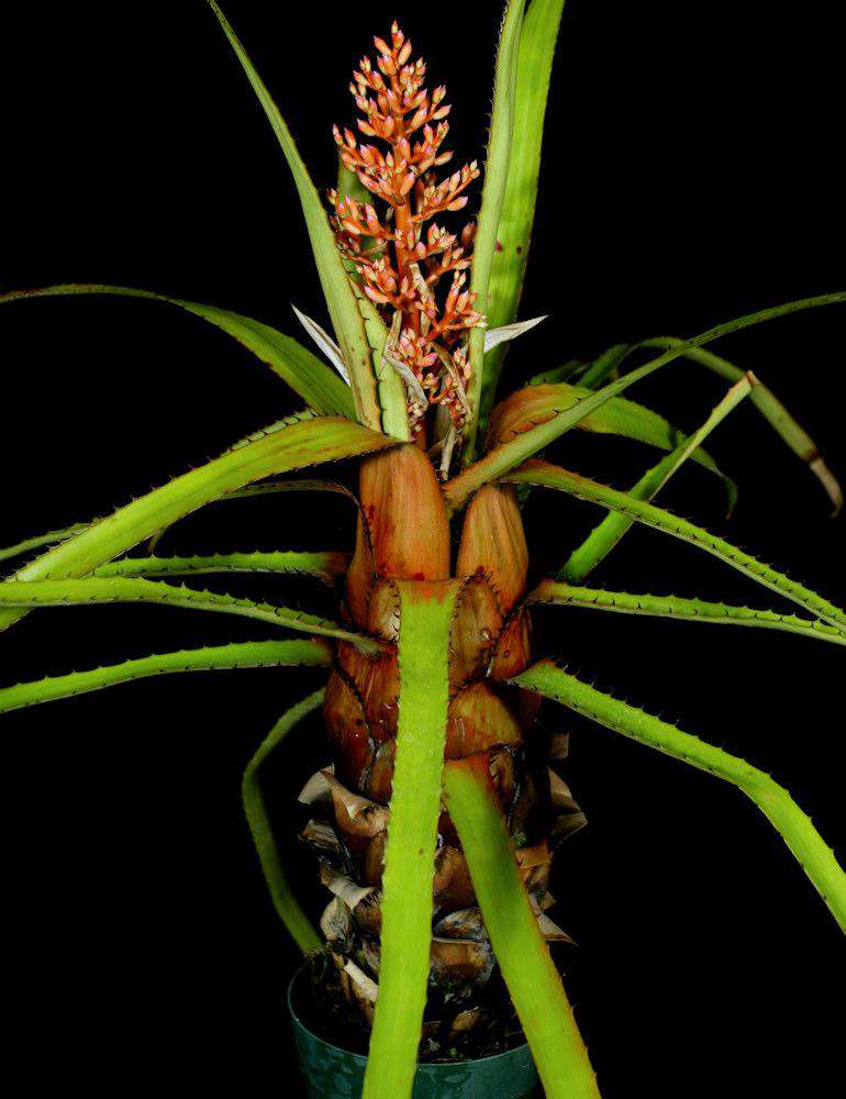 Aechmea egleriana – Tropiflora