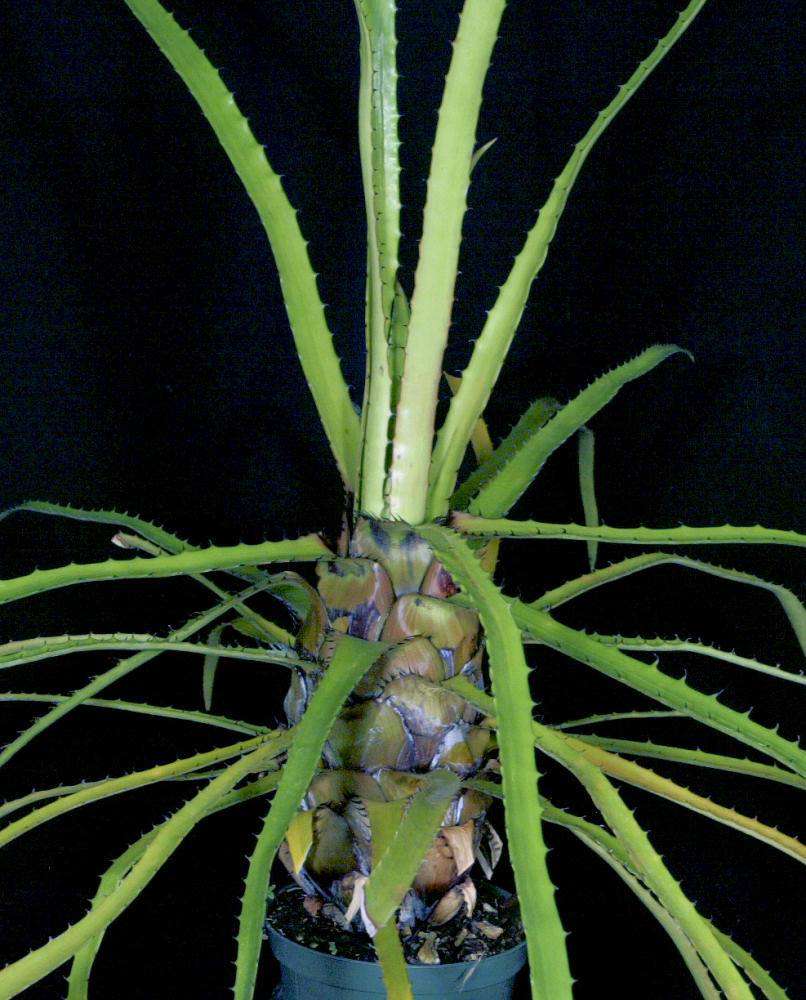 Aechmea egleriana – Tropiflora
