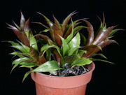 x Orthotanthus 'Little Bit' - Tropiflora