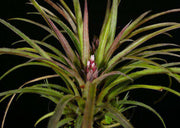 Aechmea recurvata var. ortgiesii - Tropiflora