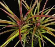 Aechmea recurvata var. ortgiesii - Tropiflora