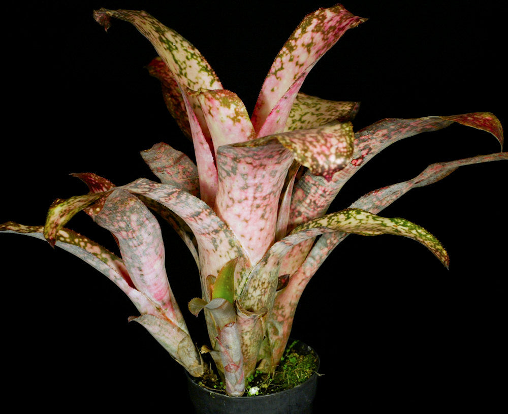 Billbergia 'Strawberry' – Tropiflora