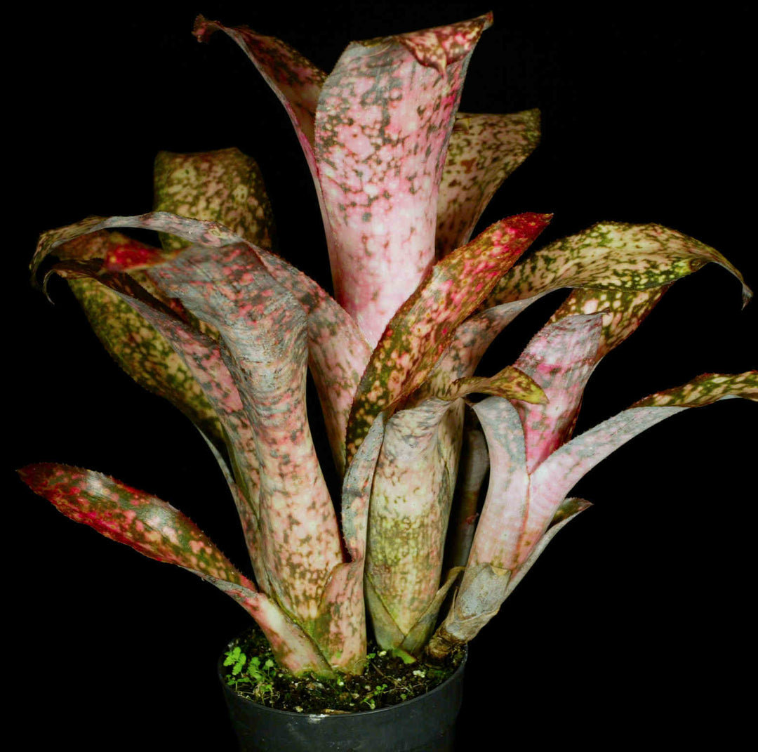 Billbergia 'Strawberry' – Tropiflora