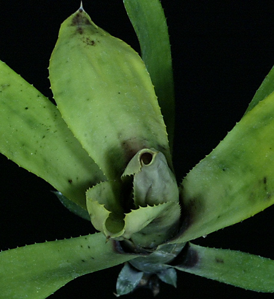 aechmea brassicoides エクメア　ブラシコイデス Aechmea brassicoides – Tropiflora