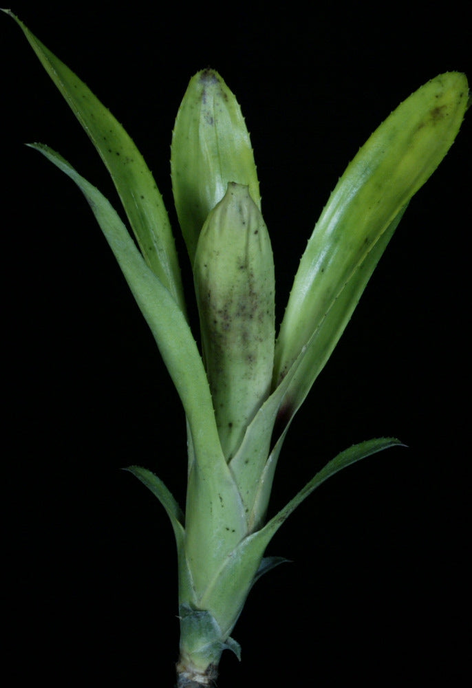 Aechmea brassicoides – Tropiflora
