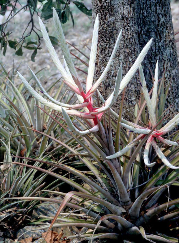 Tillandsia copanensis - Tropiflora