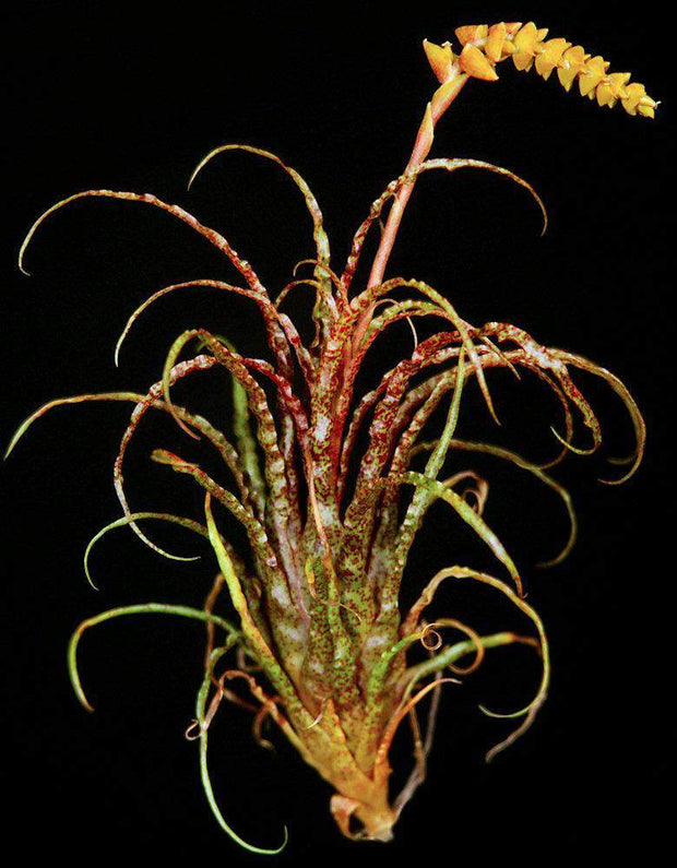 Racinaea Crispa Bare Root