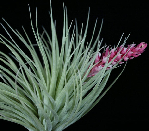 Pack of Tillandsia 'Chantilly' (10-Count)