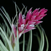 Pack of Tillandsia 'Chantilly' (10-Count)