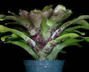 Neoregelia 'Flirtation' - Tropiflora