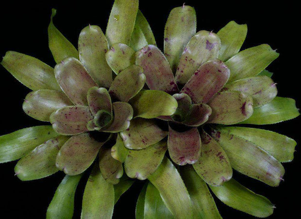 Neoregelia 'Flirtation' - Tropiflora