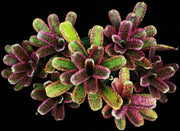 Neoregelia 'Whiplash' - Tropiflora