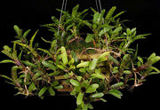 Neoregelia 'Flare Up' - Tropiflora