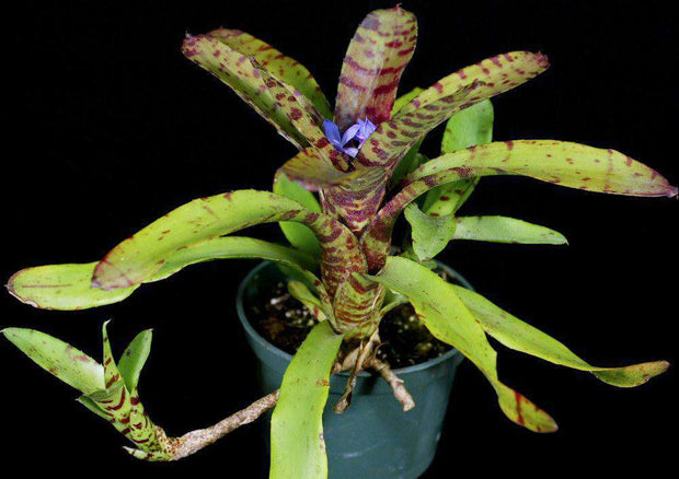 Neoregelia 'Flare Up' - Tropiflora