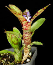 Neoregelia 'Flare Up' - Tropiflora