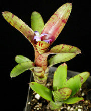 Neoregelia 'Flare Up' - Tropiflora