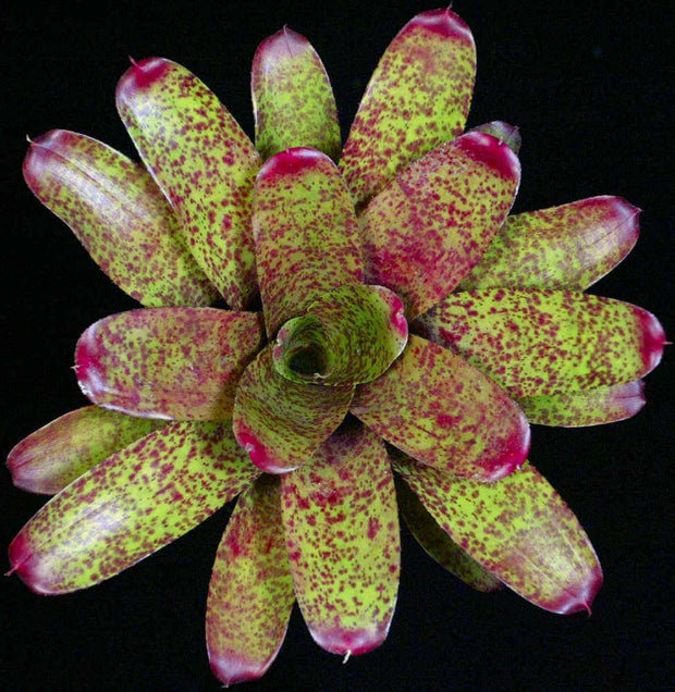 Neoregelia 'Match Point' - Tropiflora