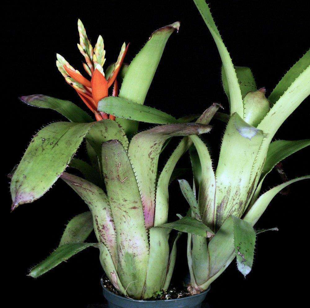 Aechmea 'Jack' – Tropiflora
