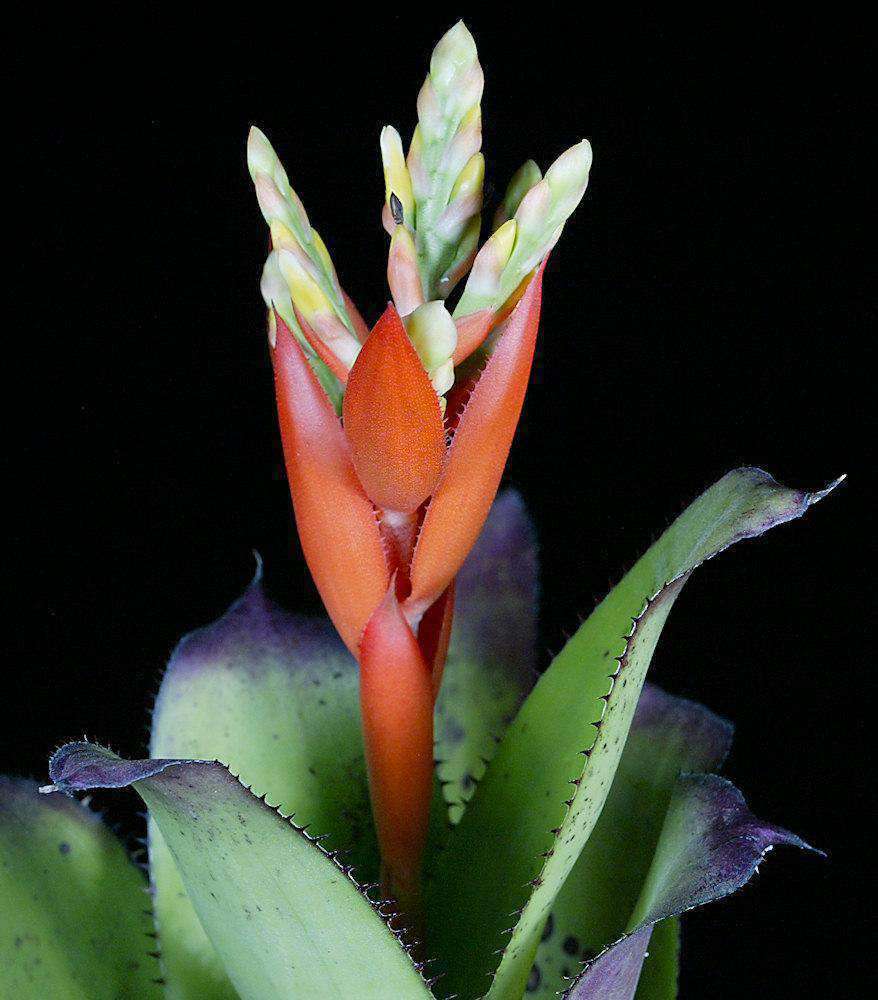 Aechmea 'Jack' – Tropiflora