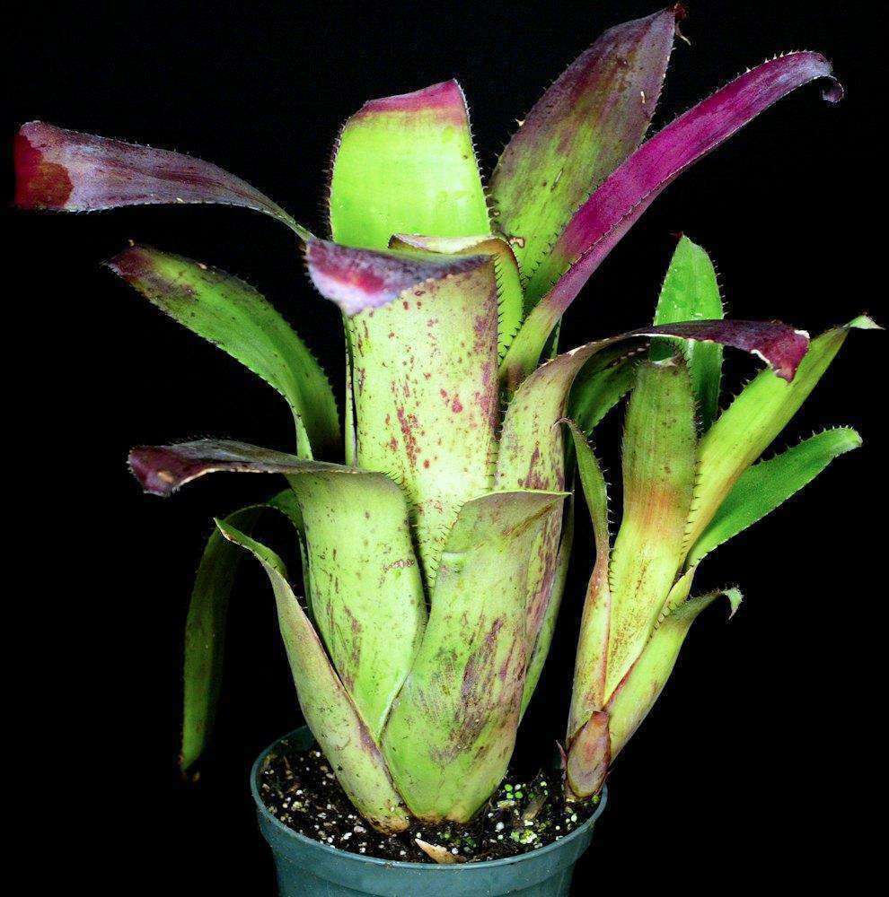Aechmea 'Jack' – Tropiflora